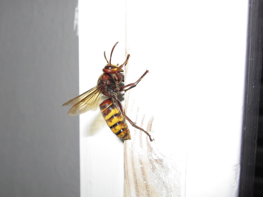 Vespa crabro femmina